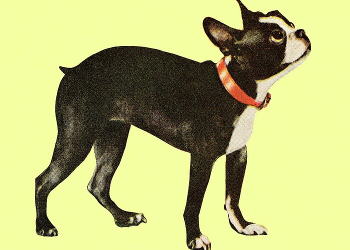 Animal Greeting Card featuring the drawing Boston Terrier #13 by CSA Images