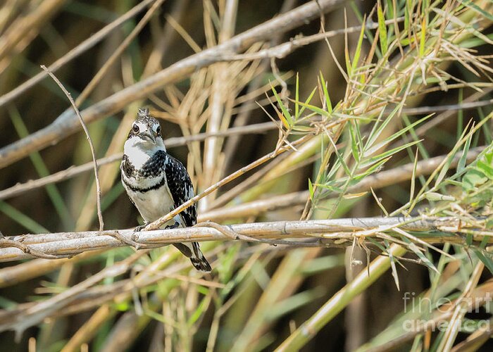 Africa Greeting Card featuring the photograph Pied Kingfisher #1 by Timothy Hacker