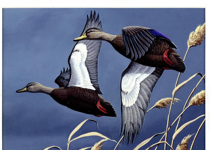 Two Black Ducks In Flight Greeting Card featuring the painting 1984 Black Ducks by Wilhelm Goebel