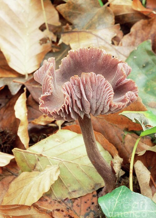 Biological Greeting Card featuring the photograph Amethyst Deceiver Mushroom #2 by John Wright/science Photo Library