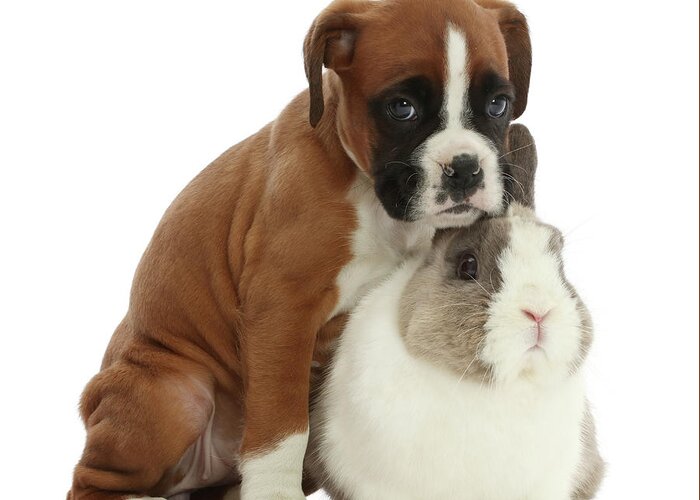 Animal Greeting Card featuring the photograph Boxer Puppy And Netherland Dwarf Rabbit #2 by Mark Taylor