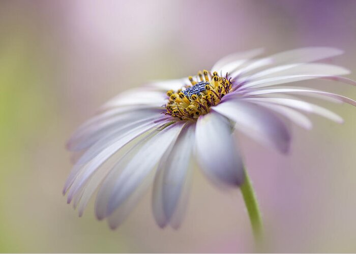 Flower Greeting Card featuring the photograph Cape Daisy by Jacky Parker
