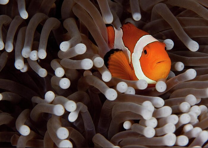 Underwater Greeting Card featuring the photograph Clownfish #2 by Cdascher