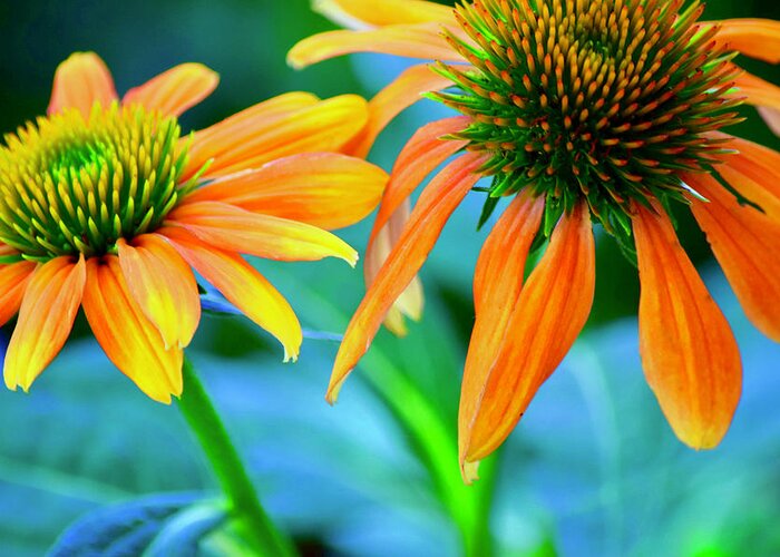 Flowers Greeting Card featuring the photograph Echinacea #3 by Bonnie Bruno