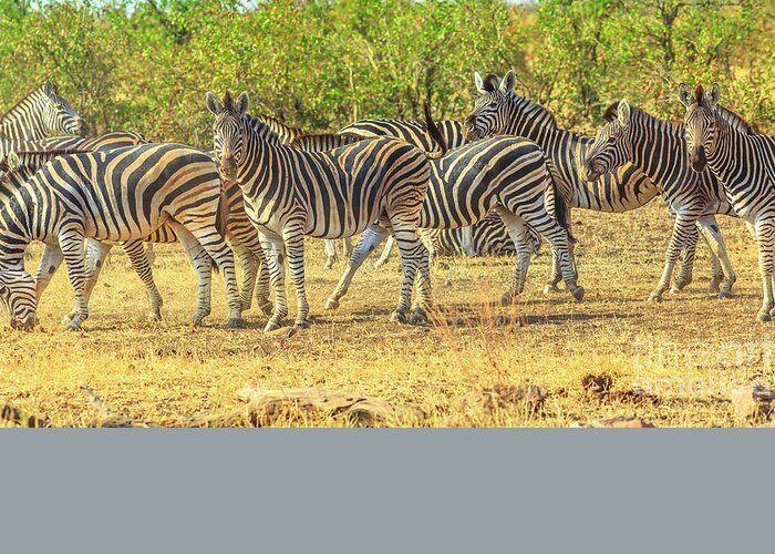 Zebras Greeting Card featuring the photograph Group of zebras lined #2 by Benny Marty