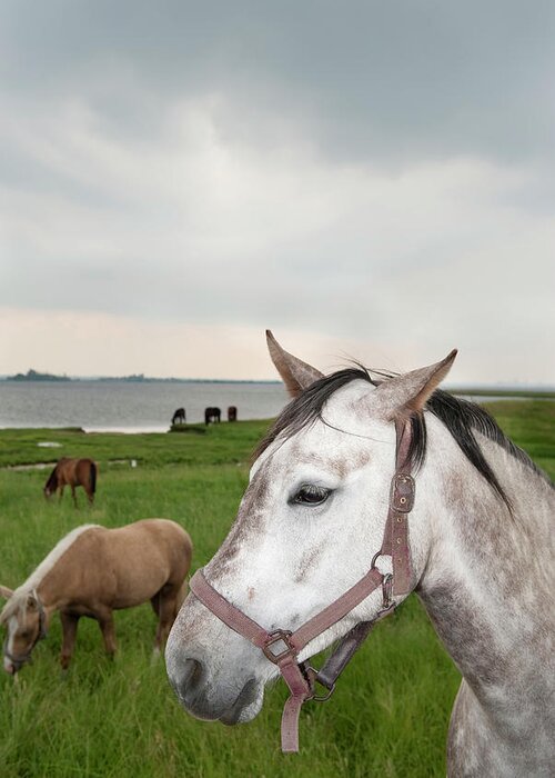 Horse Greeting Card featuring the photograph Horses On Poel Island #2 by Thomas Winz