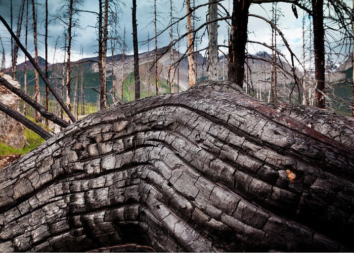 Material Greeting Card featuring the photograph Jasper National Park, Alberta, Canada #2 by Mint Images/ Art Wolfe