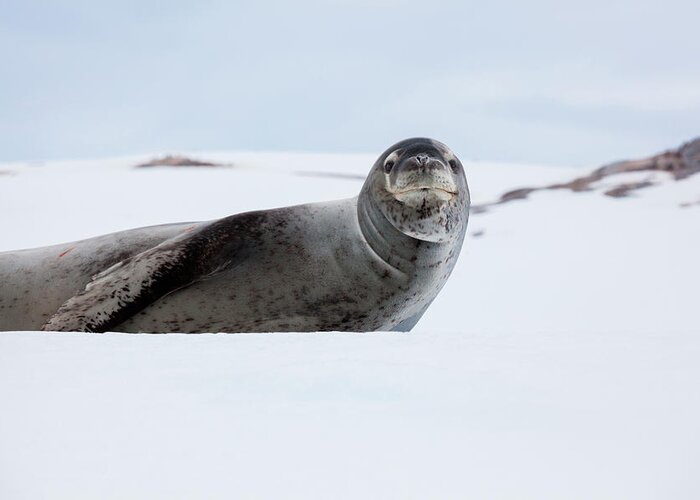 Snow Greeting Card featuring the photograph Leopard Seal, Antarctica #2 by Mint Images/ Art Wolfe