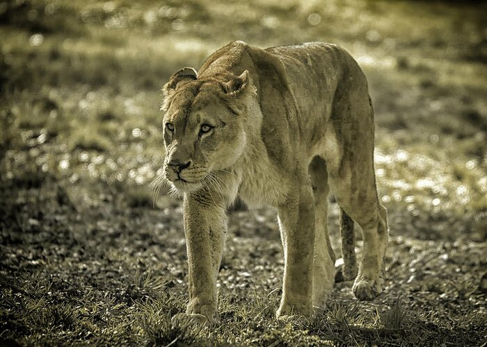 Lioness Greeting Card featuring the photograph Lioness #2 by Chris Boulton