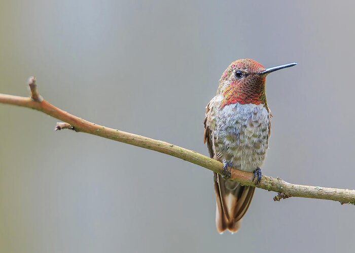 Animal Greeting Card featuring the photograph Male Anna's Hummingbird #2 by Briand Sanderson