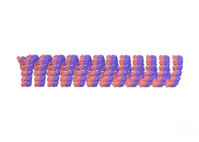 Microtubule Greeting Card featuring the photograph Microtubule #2 by Dr. Victor Padilla-sanchez, Phd / Washington Metropolitan University/science Photo Library