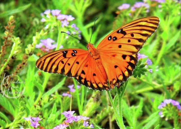Butterfly Greeting Card featuring the photograph Orange Butterfly #3 by Matthew Seufer