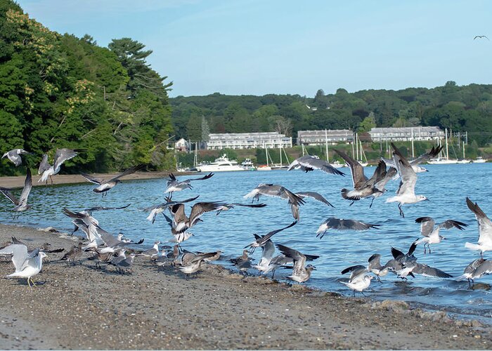 Bay Greeting Card featuring the photograph seagulls over Greenwich Bay Harbor Seaport in east greenwich Rho #2 by Alex Grichenko