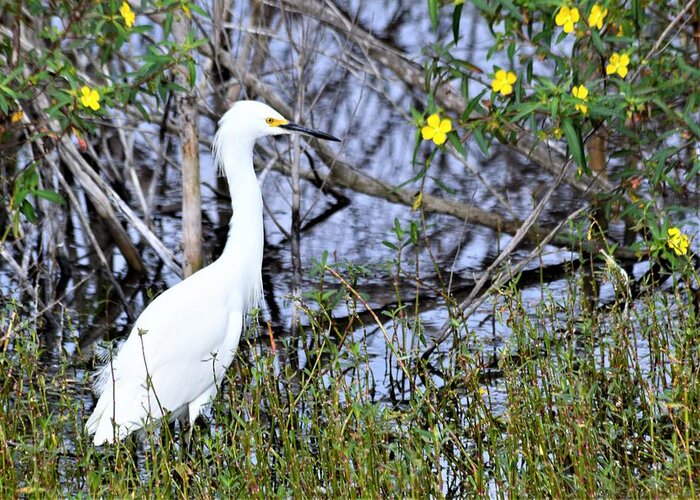 Snowy Egret Greeting Card featuring the photograph Snowy Egret  #2 by Warren Thompson