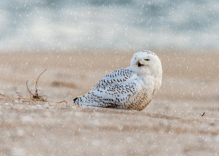 Owl Greeting Card featuring the photograph Snowy Owl #2 by Cathy Kovarik