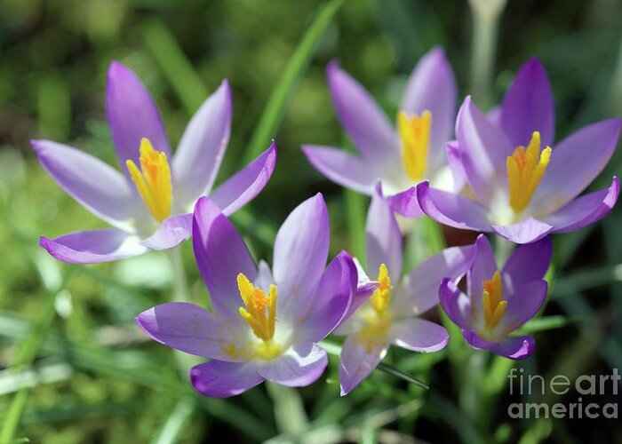 Spring Crocus Greeting Card featuring the photograph Spring Crocus (crocus Vernus) #2 by Dr Keith Wheeler/science Photo Library