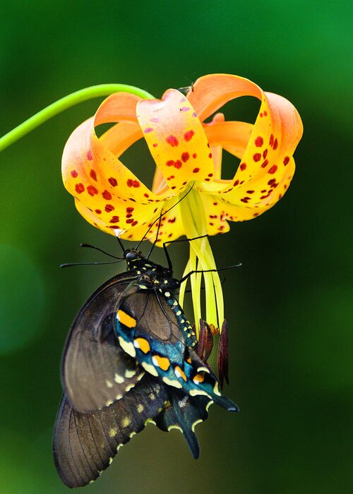 Africa Greeting Card featuring the photograph Swallowtail On Turks Cap #2 by Donald Brown