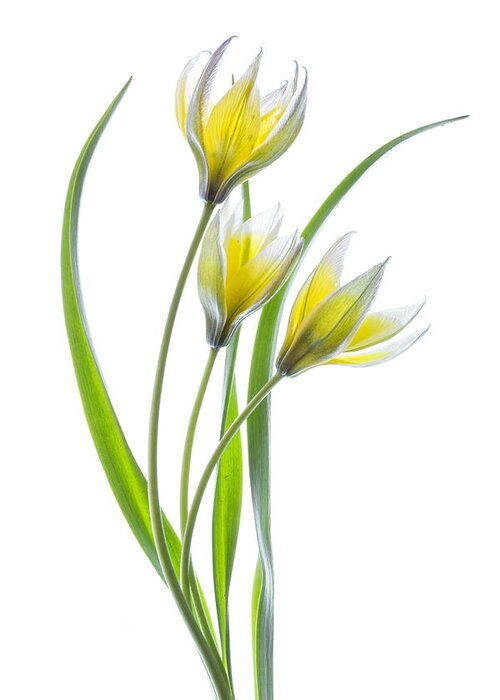 Tulip Greeting Card featuring the photograph ~~tulipa~~ #2 by Mandy Disher