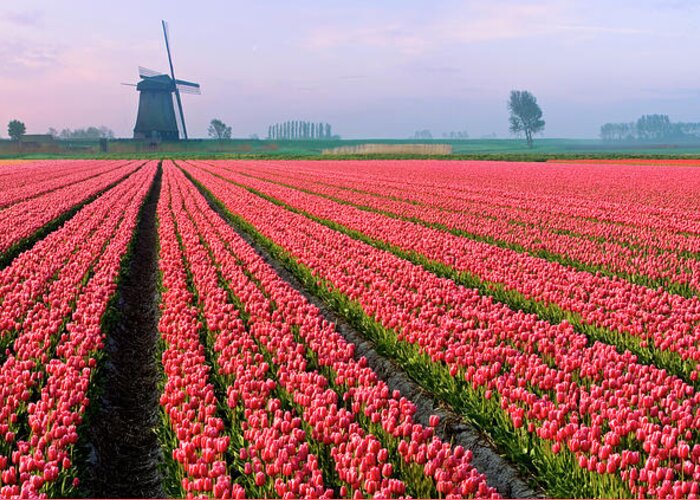 Scenics Greeting Card featuring the photograph Tulips And Windmill #2 by Jacobh