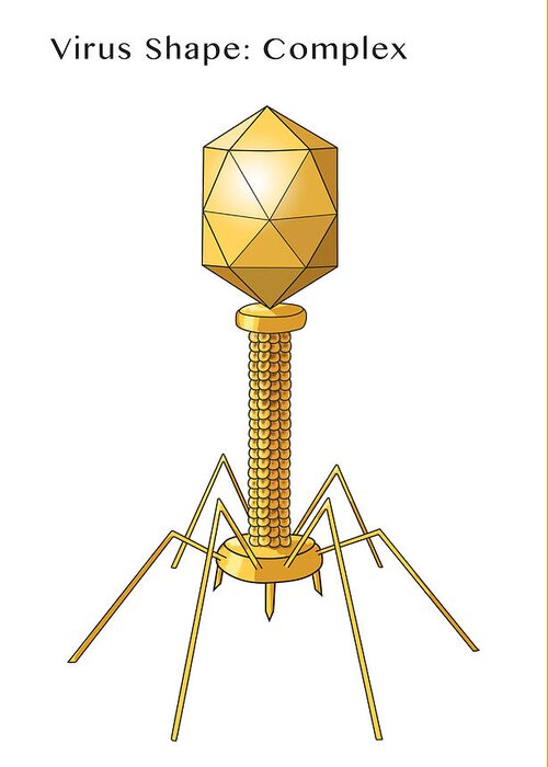 Bacteriophage Greeting Card featuring the photograph Virus Shape, Complex, Illustration #2 by Monica Schroeder