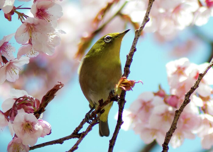 Songbird Greeting Card featuring the photograph White-eye And Cherry Blossoms #2 by I Love Photo And Apple.