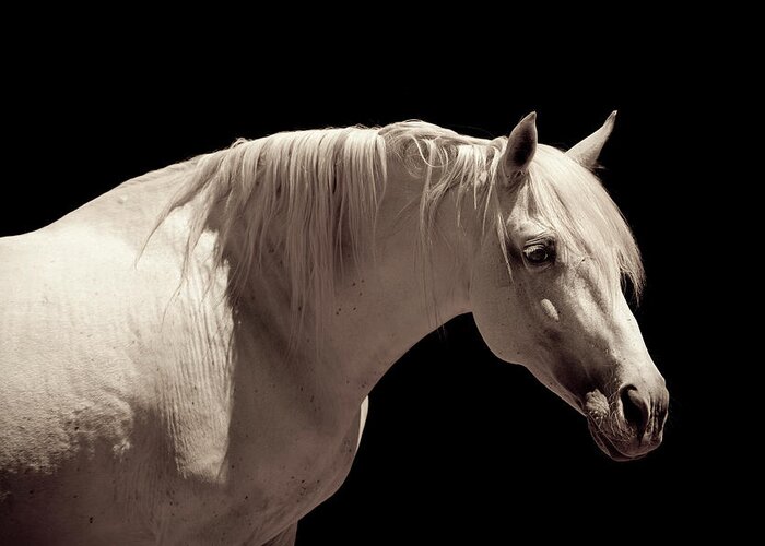 Horse Greeting Card featuring the photograph White Stallion Horse Andalusian #2 by 66north