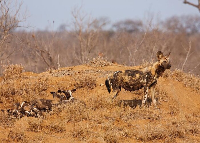 Africa Greeting Card featuring the photograph Wild Dog {lycaon Pictus}. Manyeleti #2 by Roger De La Harpe