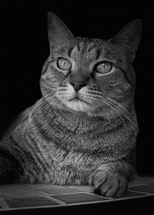 Cat Greeting Card featuring the photograph Yuki Cat BW Portrait #2 by David G Paul