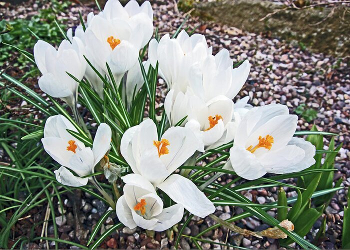 Ramsbottom Greeting Card featuring the photograph 25/03/18 RAMSBOTTOM CHOCOLATE FESTIVAL. White Crocuses. by Lachlan Main