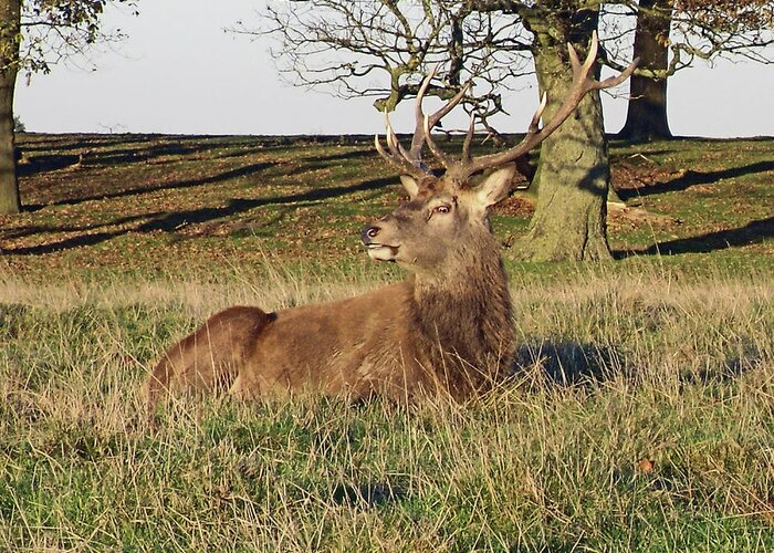 Knutsford Greeting Card featuring the photograph 28/11/18 TATTON PARK. Stag in The Park. by Lachlan Main