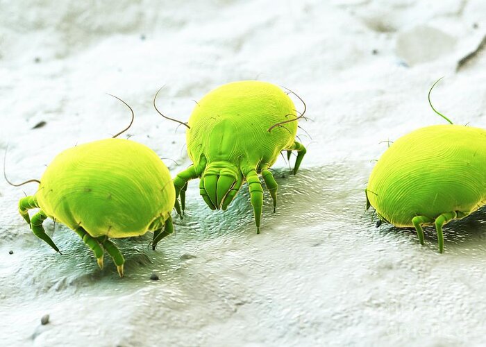 Monster Greeting Card featuring the photograph Dust Mites #28 by Sebastian Kaulitzki/science Photo Library