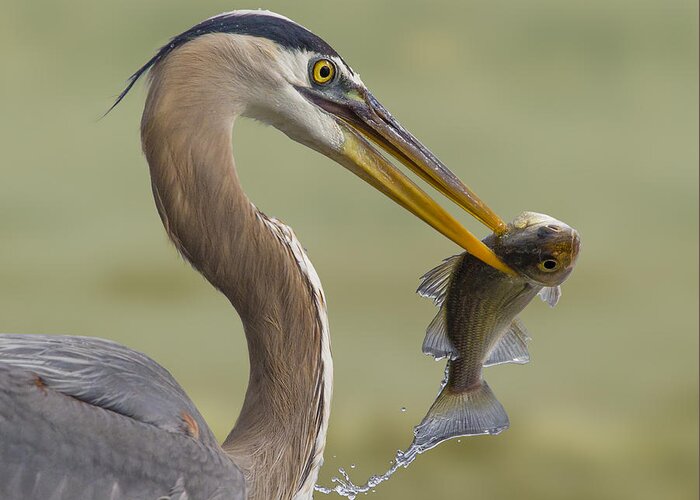 Heron Greeting Card featuring the photograph #3 by Mountain Cloud