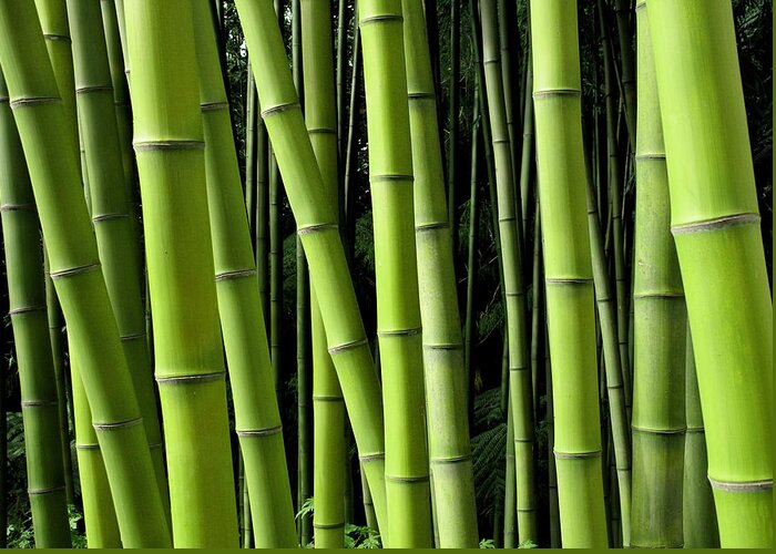 Bamboo Greeting Card featuring the photograph Bamboo #3 by Enjoynz