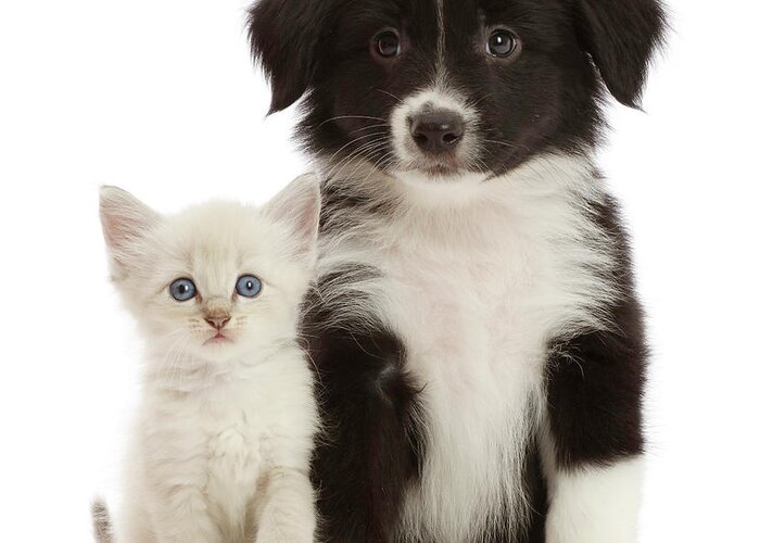 Animal Greeting Card featuring the photograph Black-and-white Mini American Shepherd #3 by Mark Taylor