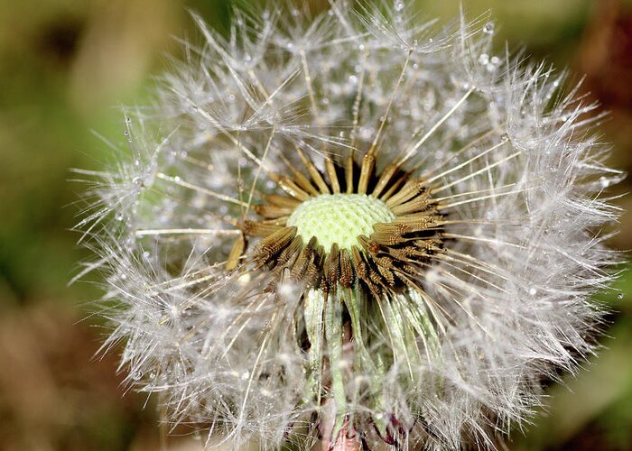 Dandelion Head Greeting Card featuring the photograph Dandelion head close up #3 by Martin Smith