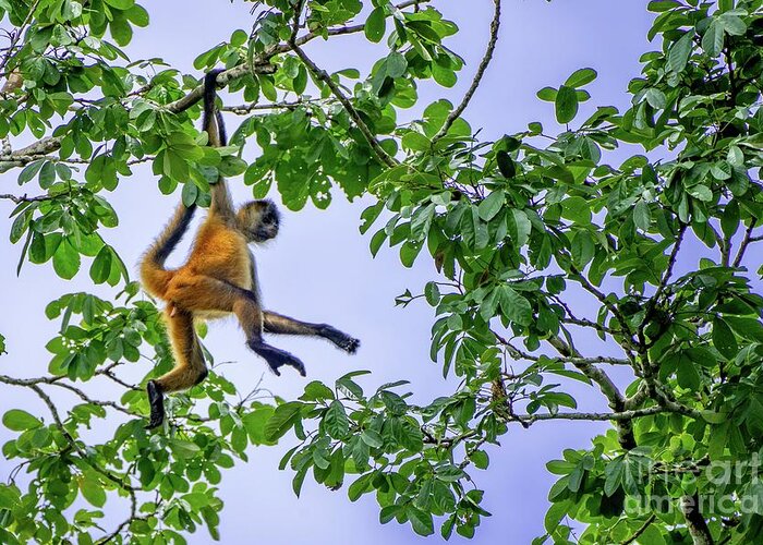 Spider Monkey Greeting Card featuring the photograph Geoffroy's Spider Monkey #3 by Photostock-israel/science Photo Library
