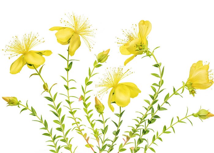 Yellow Greeting Card featuring the photograph Hypericum by Mandy Disher