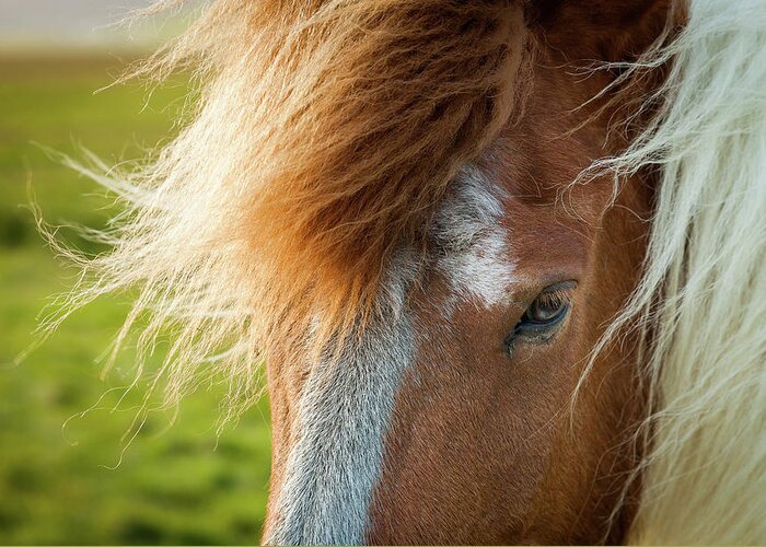 Iceland Greeting Card featuring the photograph Icelandic Horse #3 by Peter OReilly