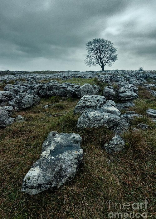 Mt Outdoor Photographer Greeting Card featuring the photograph Lonely tree in Malham #3 by Mariusz Talarek