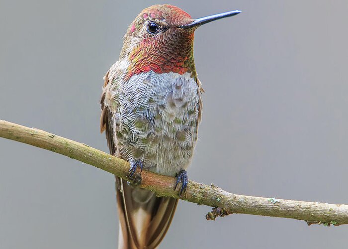 Animal Greeting Card featuring the photograph Male Anna's Hummingbird by Briand Sanderson