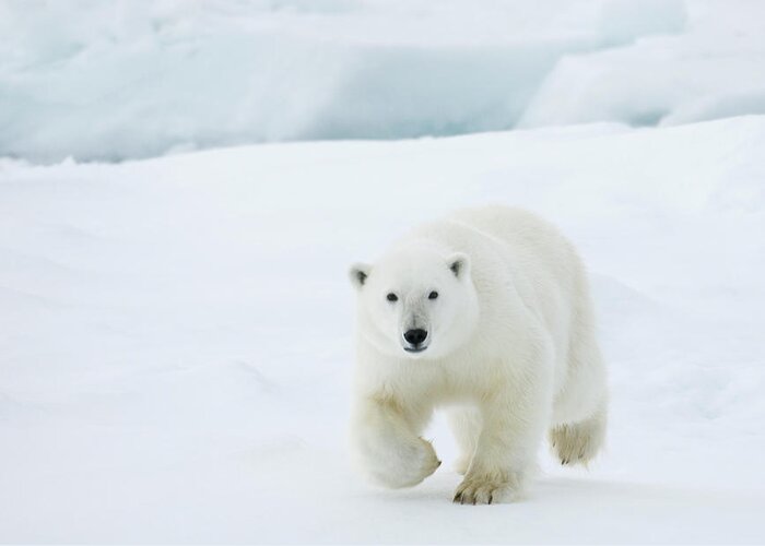 Svalbard Islands Greeting Card featuring the photograph Polar Bear #3 by Dagsjo
