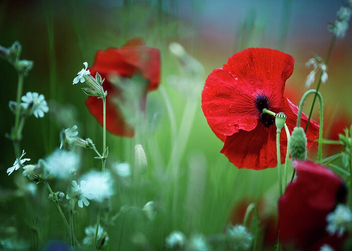 Poppy Greeting Card featuring the photograph Red Corn Poppy Flowers #3 by Nailia Schwarz