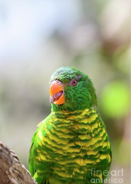 Brisbane Greeting Card featuring the photograph Scaly-breasted Lorikeet #3 by Dr P. Marazzi/science Photo Library
