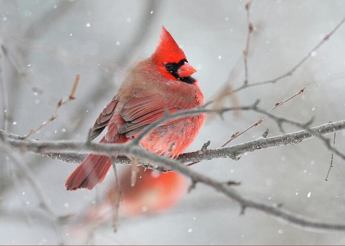 Cardinal Greeting Card featuring the photograph Snowy Cardinal by Brook Burling