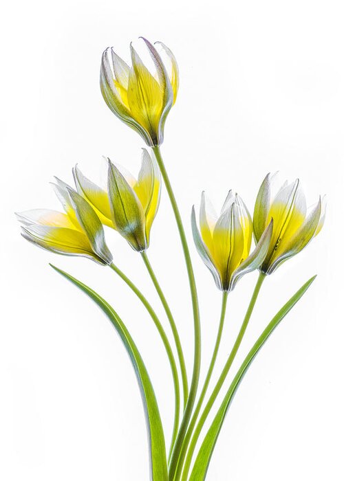Tulip Greeting Card featuring the photograph Tulipa #3 by Mandy Disher