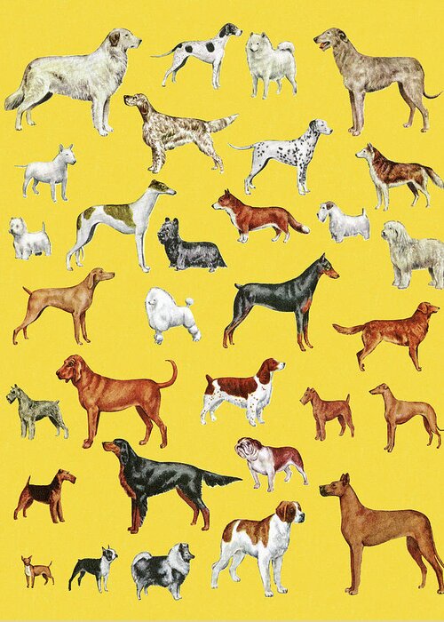 Animal Greeting Card featuring the drawing Variety of Dogs #3 by CSA Images
