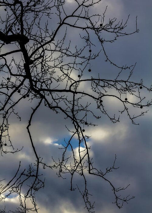 Branches And Clouds Greeting Card featuring the photograph Branches and Clouds #31 by Robert Ullmann