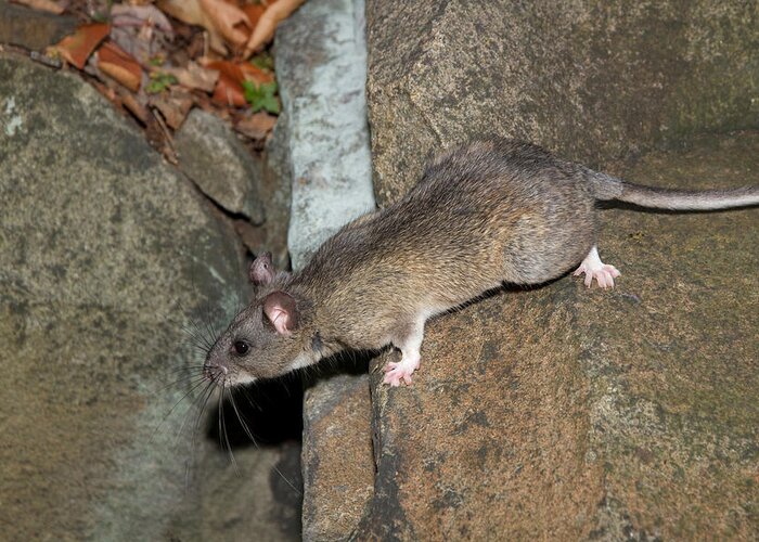 Allegheny Woodrat Greeting Card featuring the photograph Allegheny Woodrat Neotoma Magister #4 by David Kenny