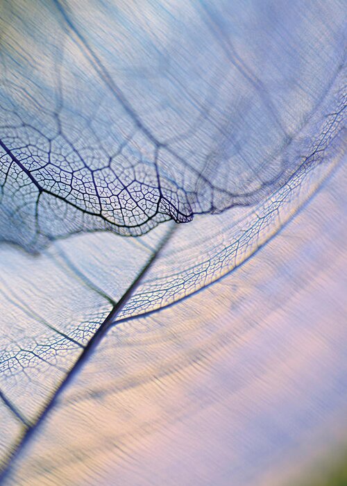 Natural Pattern Greeting Card featuring the photograph Close-up Of A Dried Leaf Vein #4 by Glowimages