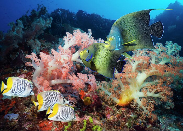 Underwater Greeting Card featuring the photograph Coral Reef Fish #4 by Georgette Douwma